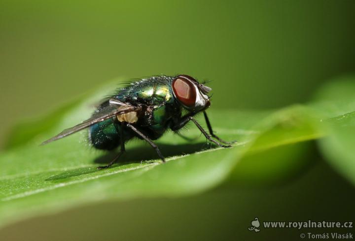 Bzučivka zlatá (Lucilia caesar)