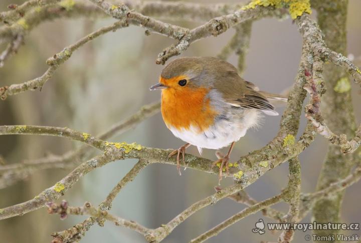 Červenka obecná (Erithacus rubecula)