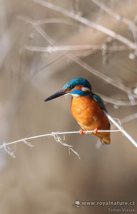 Ledňáček říční (Alcedo atthis)