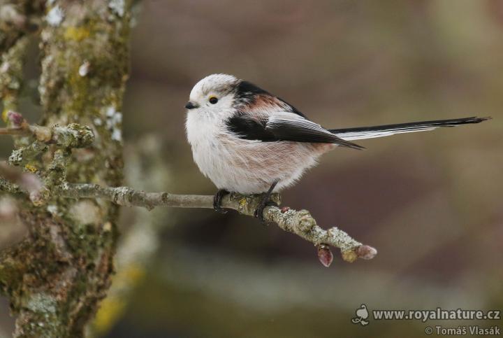 Mlynařík dlouhoocasý (Aegithalos caudatus)