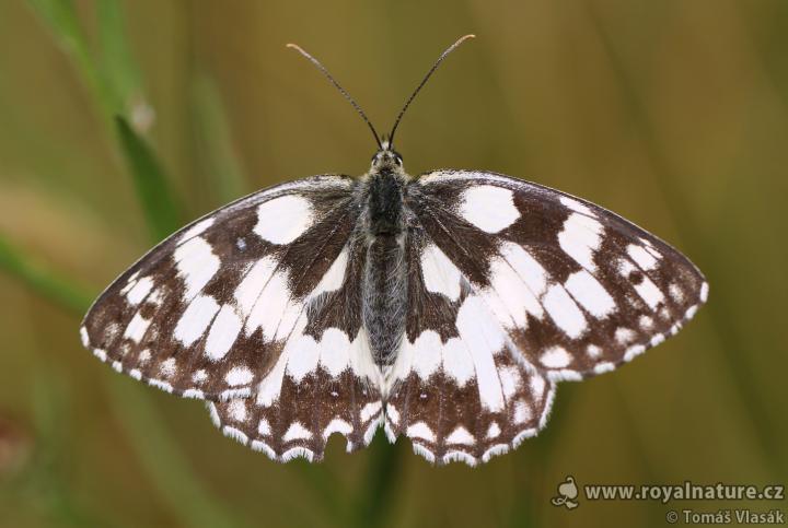 Okáč bojínkový (Certamina warbler)