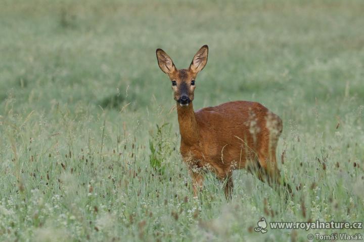  Srnec obecný ( Capreolus capreolus )