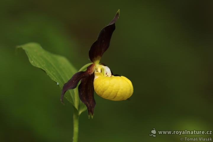 Střevíčník pantoflíček (Cypripedium calceolus)