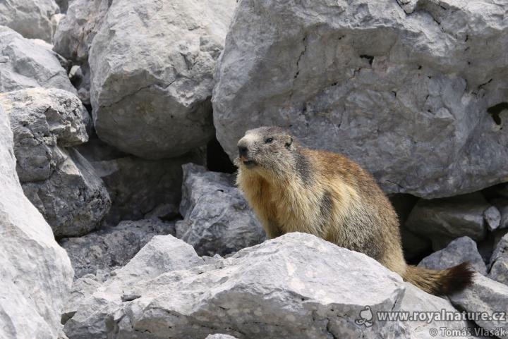 Svišť horský (Marmota marmota)