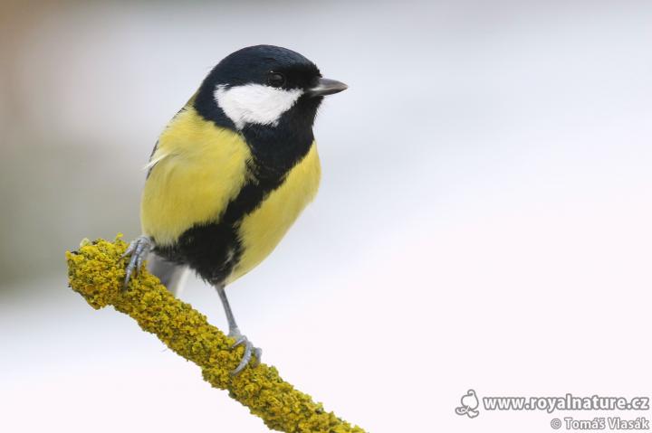 Sýkora koňadra (Parus major)