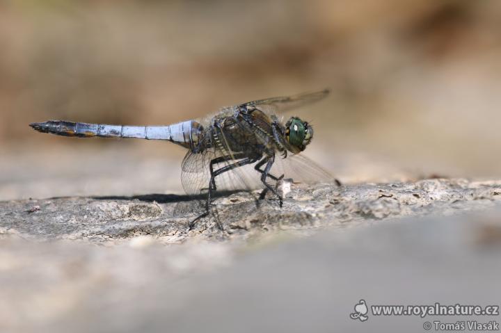 Vážka černořitní (Libellula cauda nigra)