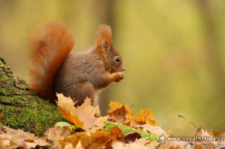 Veverka obecná (Sciurus vulgaris)