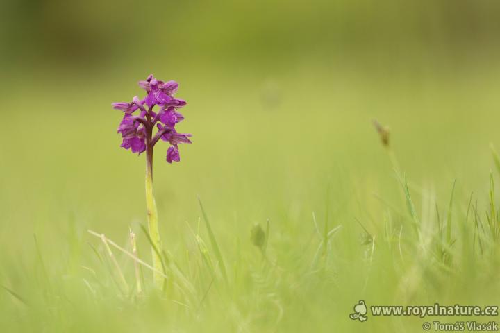 Vstavač kukačka (Orchis morio)