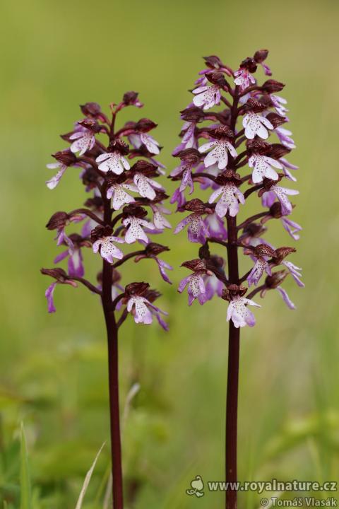 Vstavač nachový (Orchis purpurea)