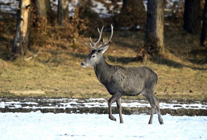 Jelen lesní (Cervus elaphus)