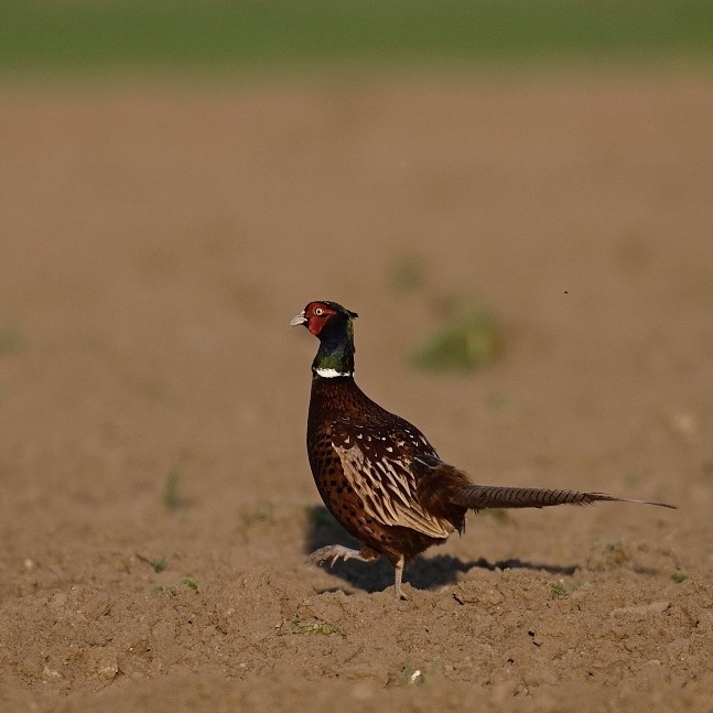 Bažant obecný (Phasianus colchicus)