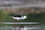 Pisila čáponohá (Himantopus himantopus)