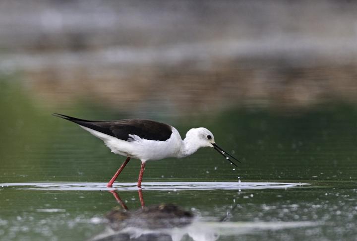 Pisila čáponohá (Himantopus himantopus)