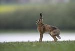Zajíc polní  (Lepus europaeus)