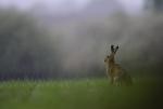 Zajíc polní  (Lepus europaeus)