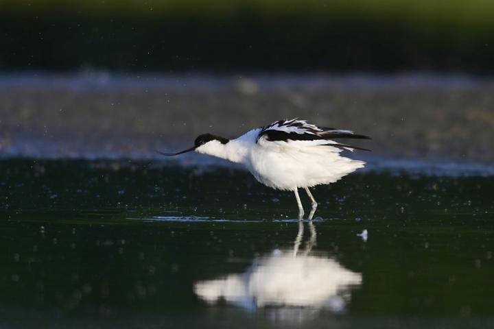 Tenkozobec opačný (Recurvirostra avosetta)