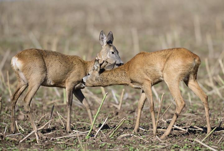  Srnec obecný ( Capreolus capreolus )