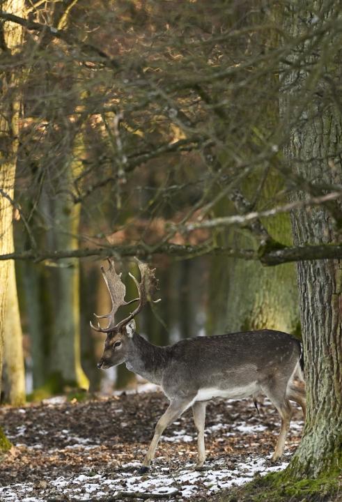 Daněk skvrnitý (Dama dama)