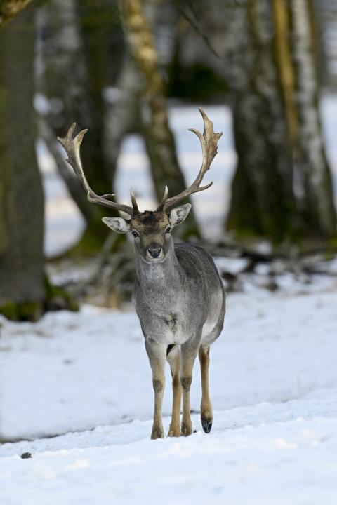 Daněk skvrnitý (Dama dama)