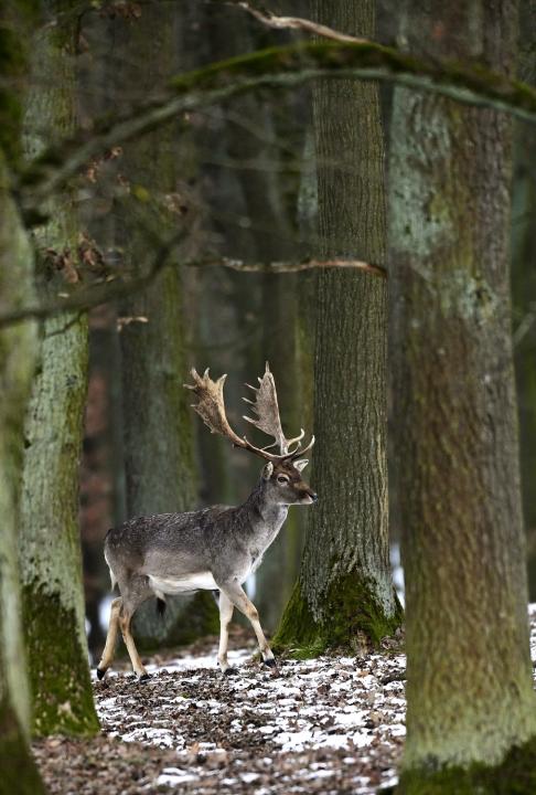 Daněk skvrnitý (Dama dama)