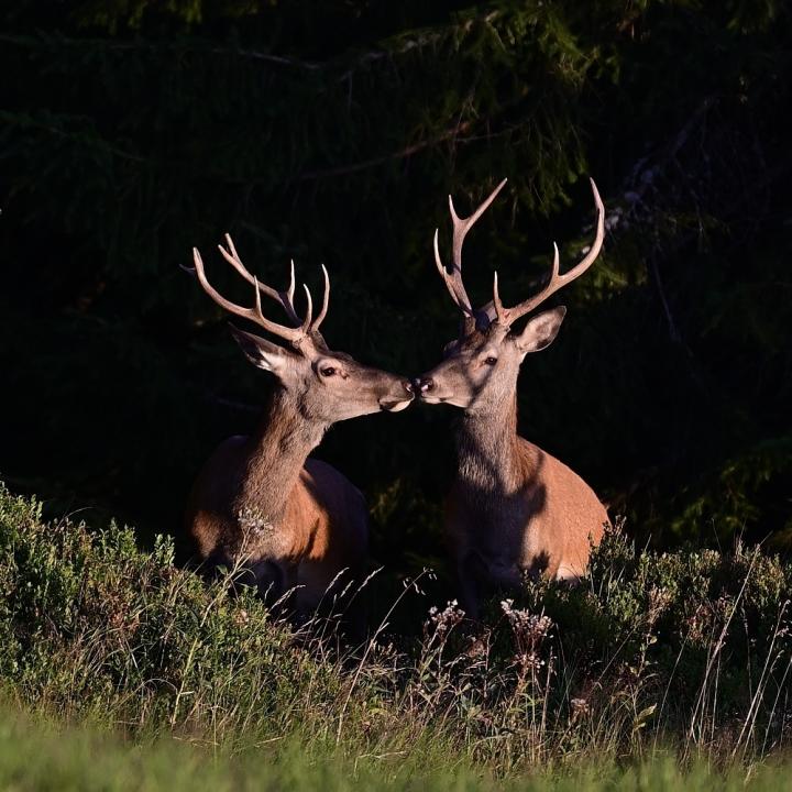 Jelen lesní (Cervus elaphus)