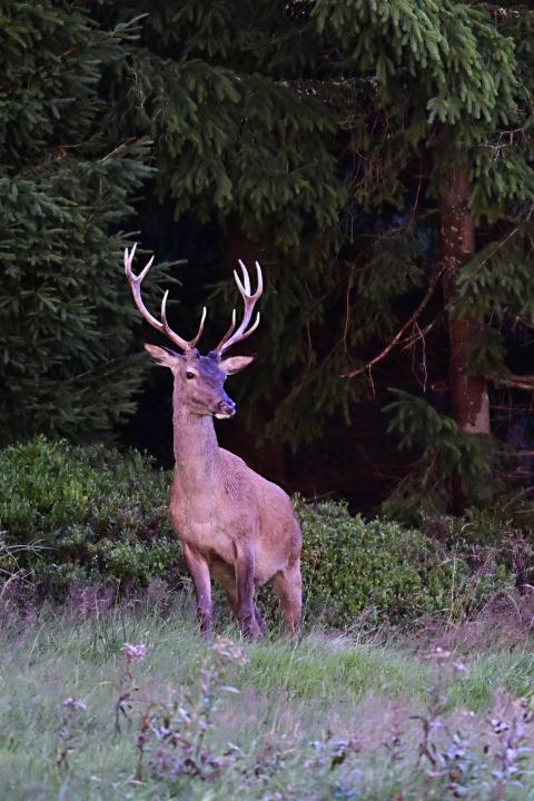 Jelen lesní (Cervus elaphus)