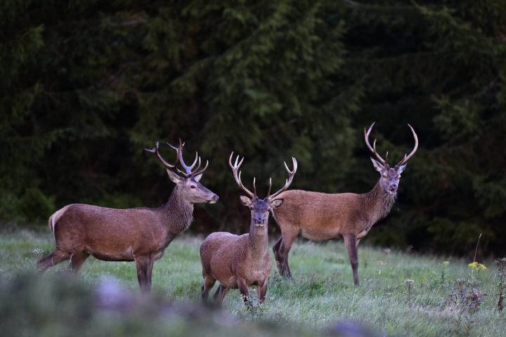 Jelen lesní (Cervus elaphus)