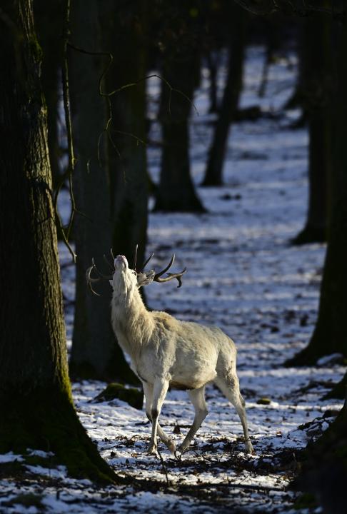 Jelen lesní (Cervus elaphus)