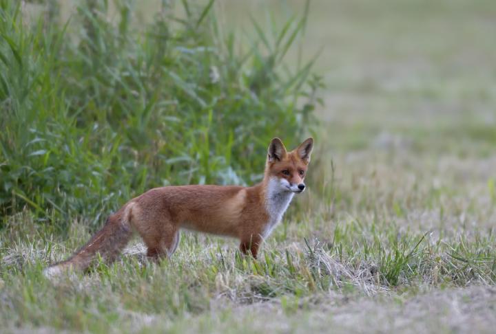  Liška obecná ( Vulpes Vulpes)