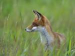  Liška obecná ( Vulpes Vulpes)