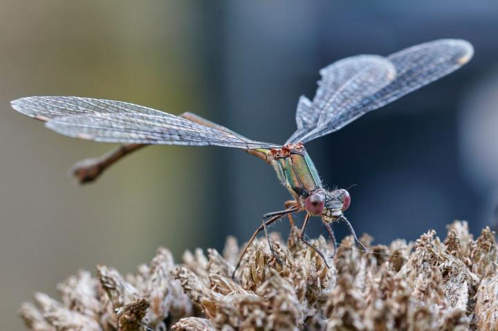 Lesklice zelenavá (Somatochlora metallica)