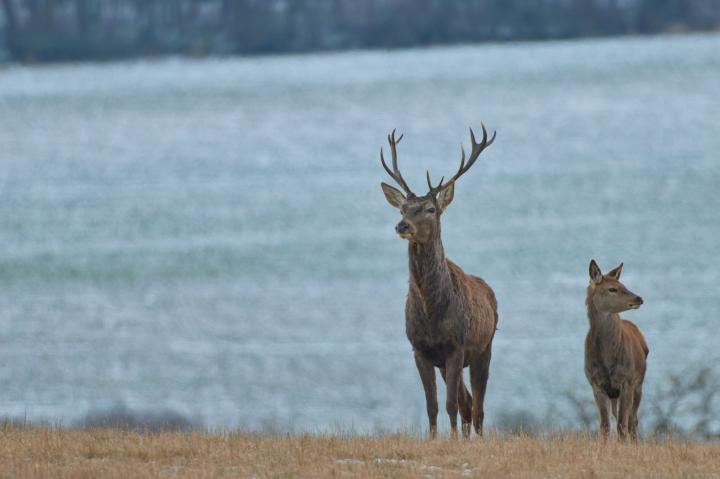 Jelen lesní (Cervus elaphus)