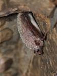 Netopýr vodní (Myotis daubentonii)