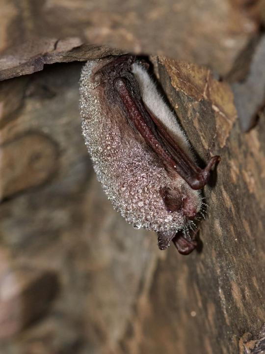 Netopýr vodní (Myotis daubentonii)