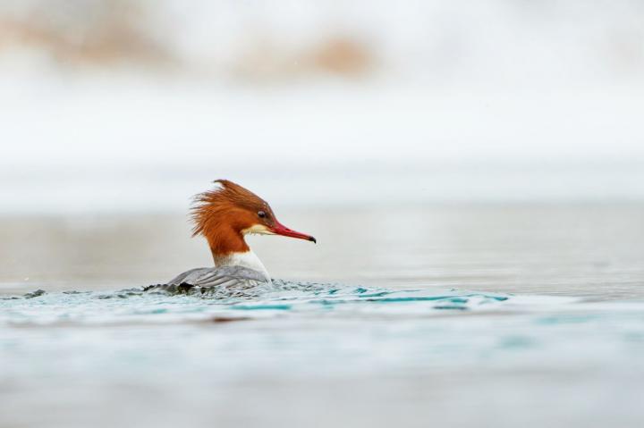 Morčák velký (Mergus merganser)