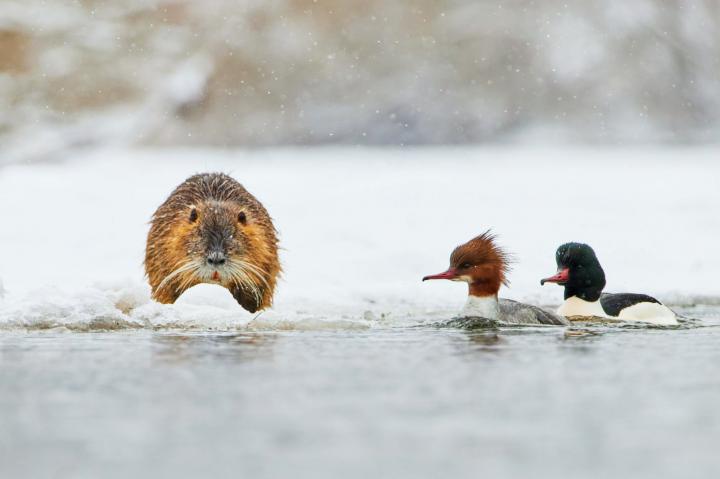 Morčák velký (Mergus merganser)