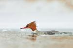 Morčák velký (Mergus merganser)