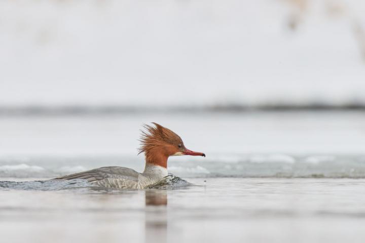 Morčák velký (Mergus merganser)