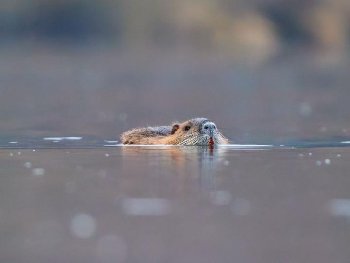 Nutrie říční  (Myocastor coypus)