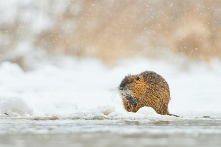 Nutrie říční  (Myocastor coypus)