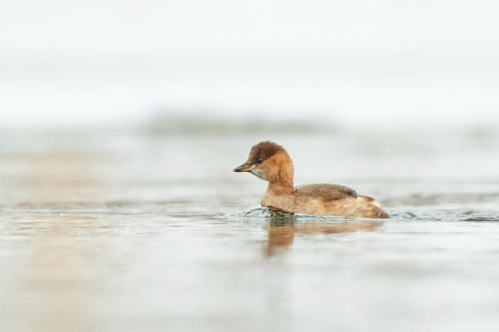Potápka malá (Tachybaptus ruficollis)