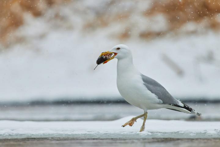 Racek bělohlavý (Larus cachinnans)