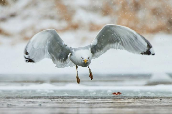 Racek bělohlavý (Larus cachinnans)