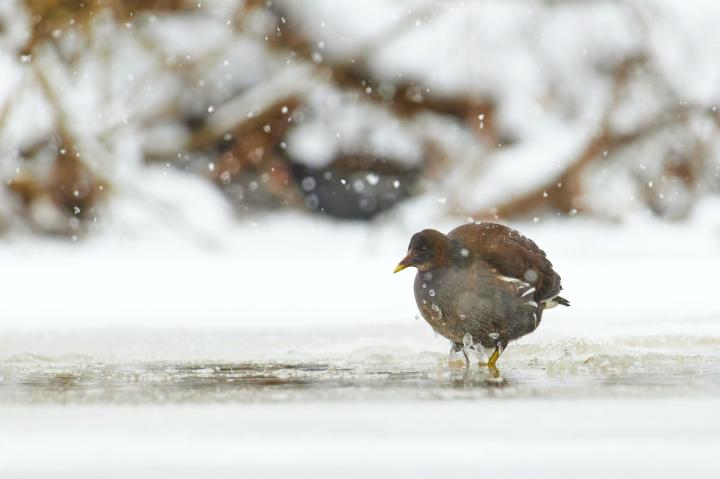 Slípka zelenonohá (Gallinula chloropus)
