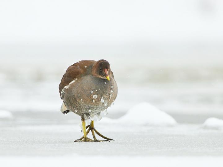 Slípka zelenonohá (Gallinula chloropus)