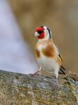 Stehlík obecný (Carduelis carduelis)