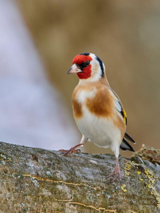 Stehlík obecný (Carduelis carduelis)