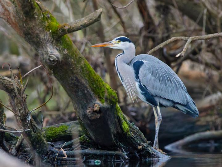 Volavka popelavá (Ardea cinerea)