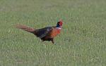 Pheasant (Phasianus colchicus)