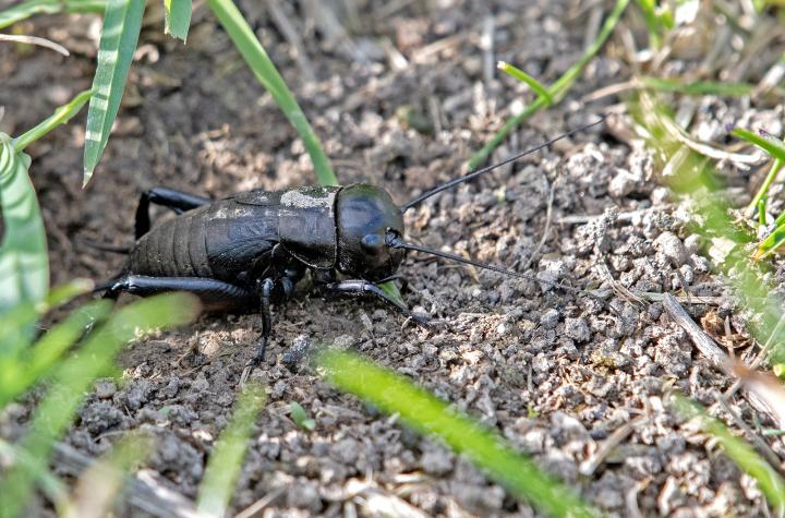 Cvrček polní (Gryllus campestris)